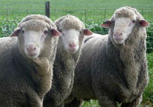 merinas
