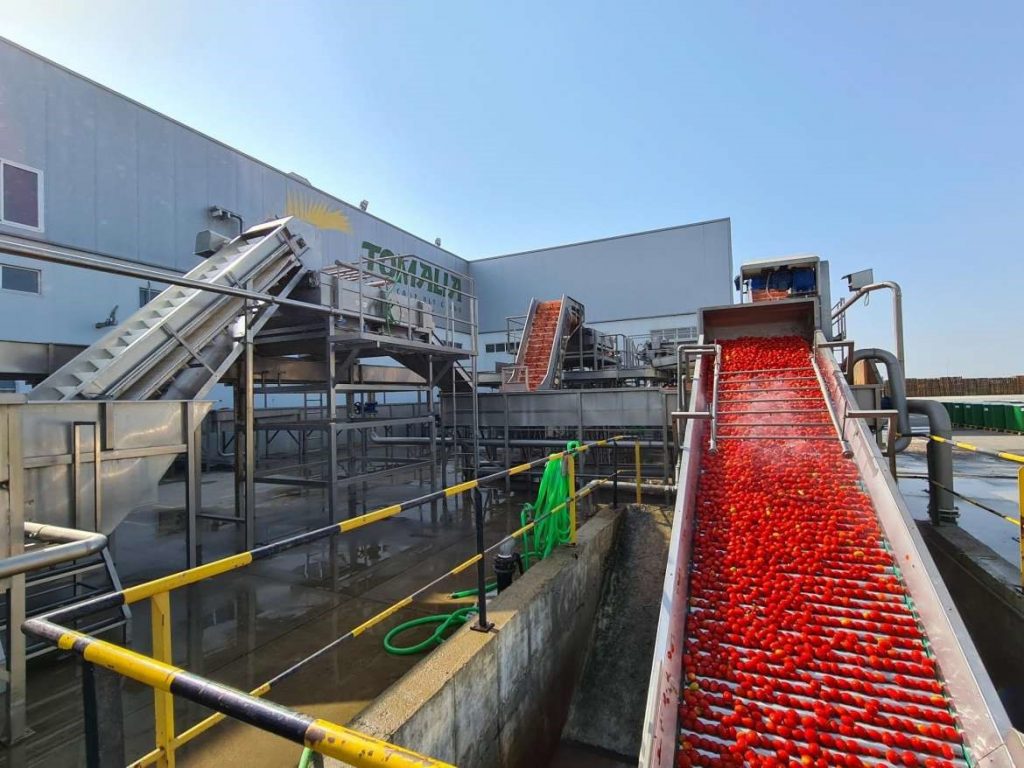 Se abonan 2,2 millones de euros de las ayudas a productores de tomate para industria tomates