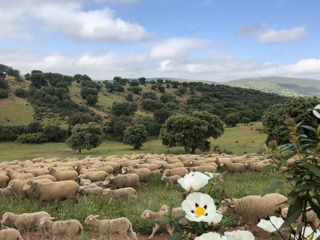 La lengua azul amenaza la producción de cordero extremeño para Navidad Corderos en la Dehesa de Extremadura peque