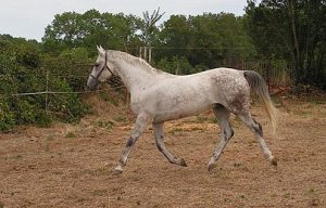 caballo de silla