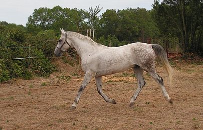 caballo de silla
