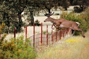 gamo