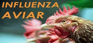 influenza aviar