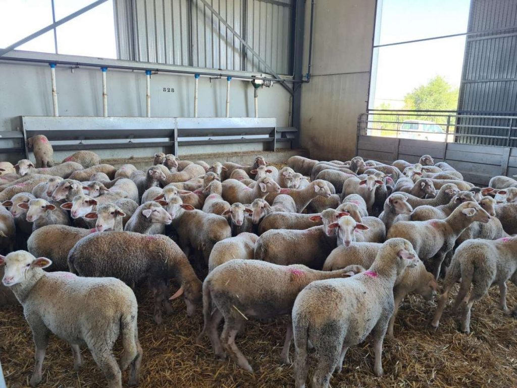 Una oleada de robos de corderos en Badajoz amenaza la supervivencia de explotaciones ovinas ovejas 1