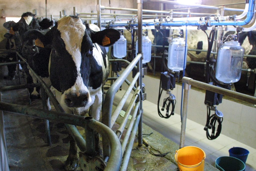 leche vacuno