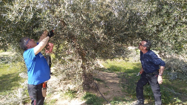 OLIVOS