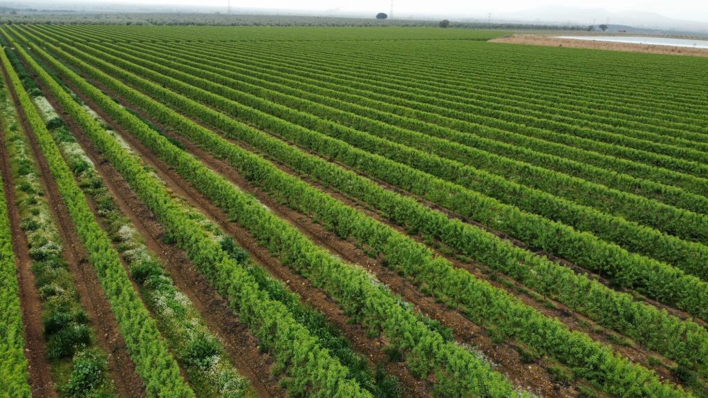 Cáceres acoge el IV Congreso Ibérico Agropecuario y Forestal con más de 450 asistentes campo de almendros
