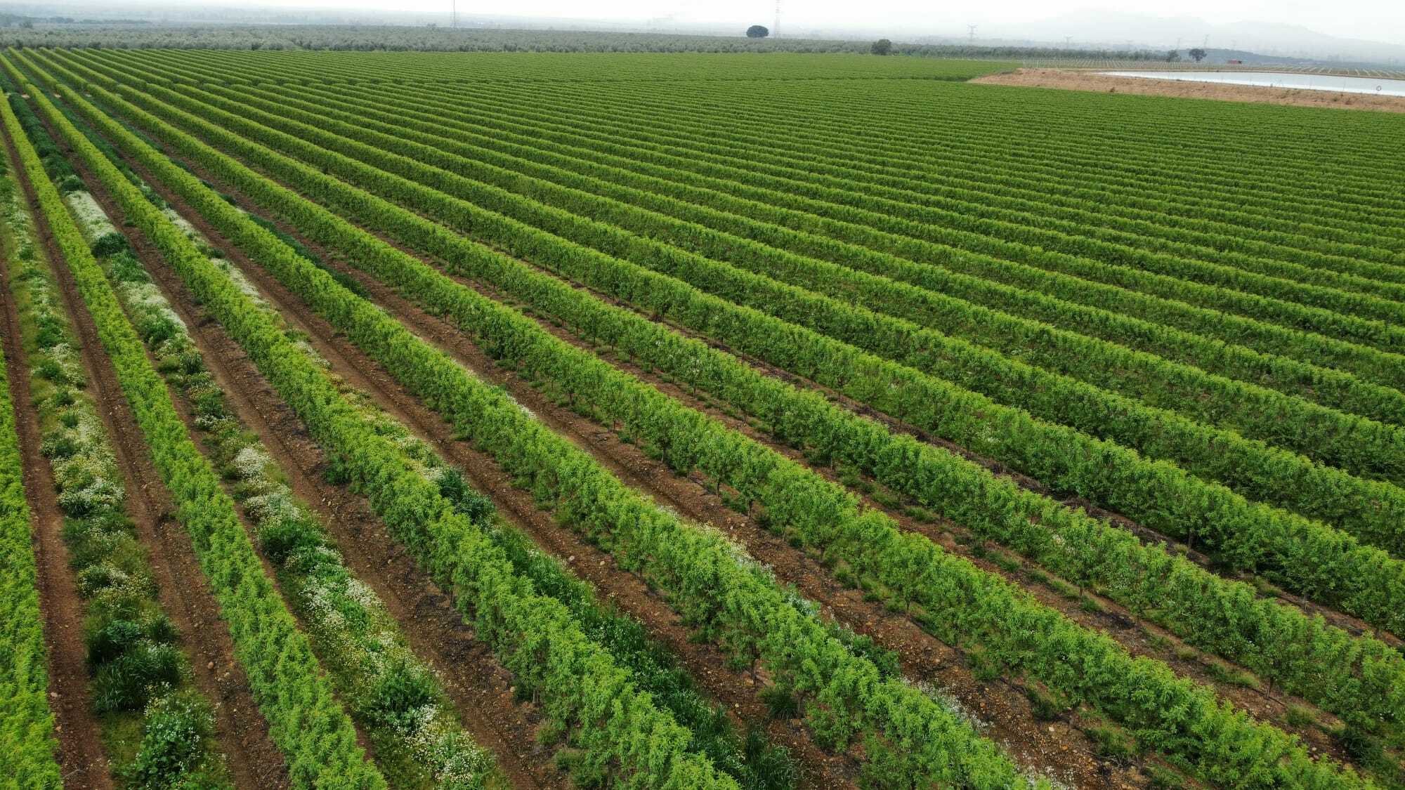 campo de almendros