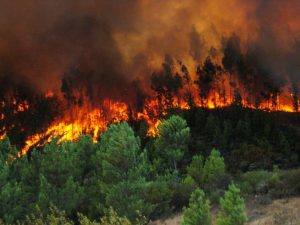 incendio forestal 1024x768 1