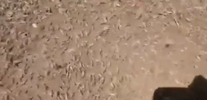 langostas