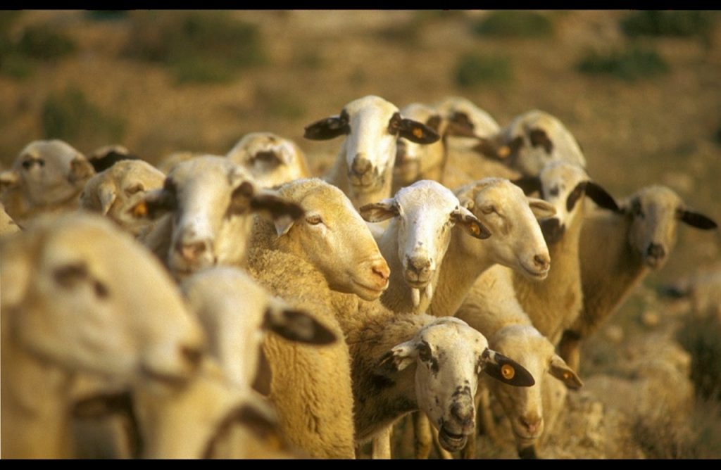 Extremadura se moviliza ante la amenaza de la lengua azul: Vacunación masiva y búsqueda de soluciones para el sector ganadero ovejas