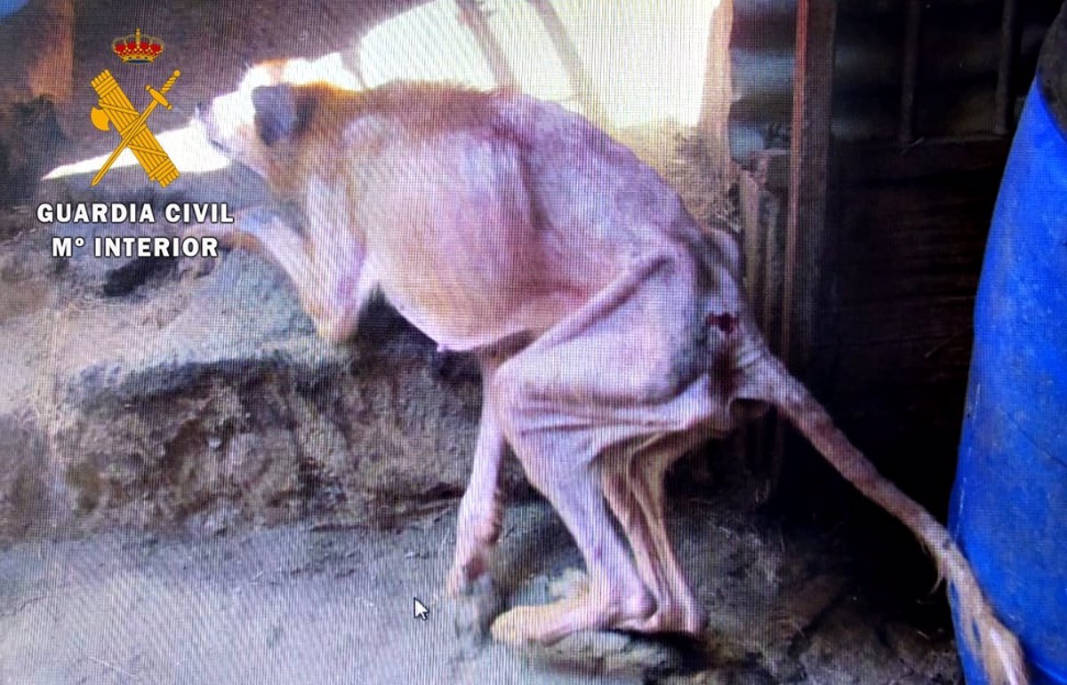 investigado un vecino de zalamea de la serena por tener cinco perros en condiciones precarias y desnutridos