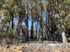 el infoex desactiva el nivel 2 de peligrosidad en el incendio de santibanez el alto