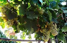 la junta valora que la sentencia del tribunal de justicia de madrid permitira continuar creciendo al cava