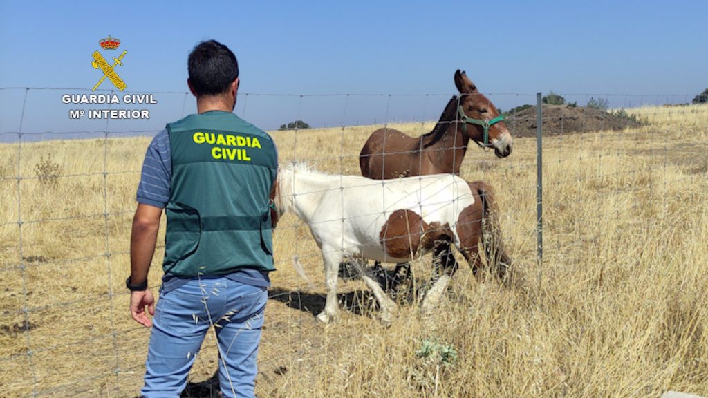 ponis