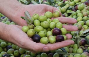 aceituna de mesa