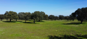 dehesa extremadura