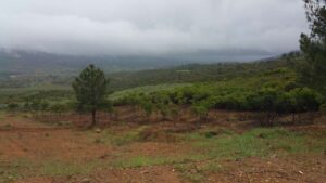 AGRO Forestal monte publico