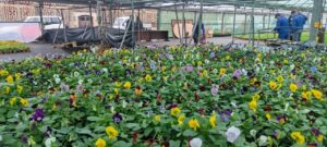 Entrega Plantas Invierno