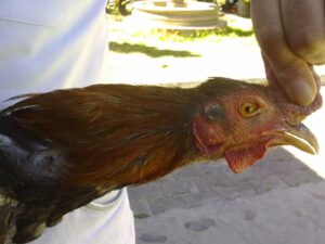 GALLOS DESCRESTADOS