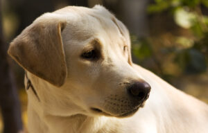 labrador