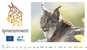 lince