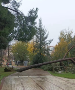 arbol parque 1