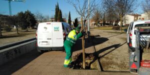 Reposicion arboles Talher