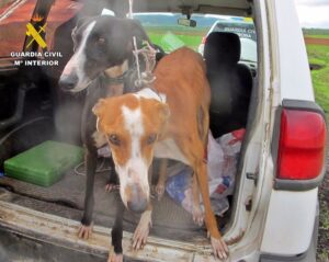 galgos gc