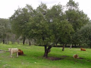 vacas nodrizas