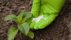 fertilizantes
