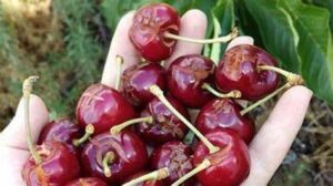 cerezas destrozadas