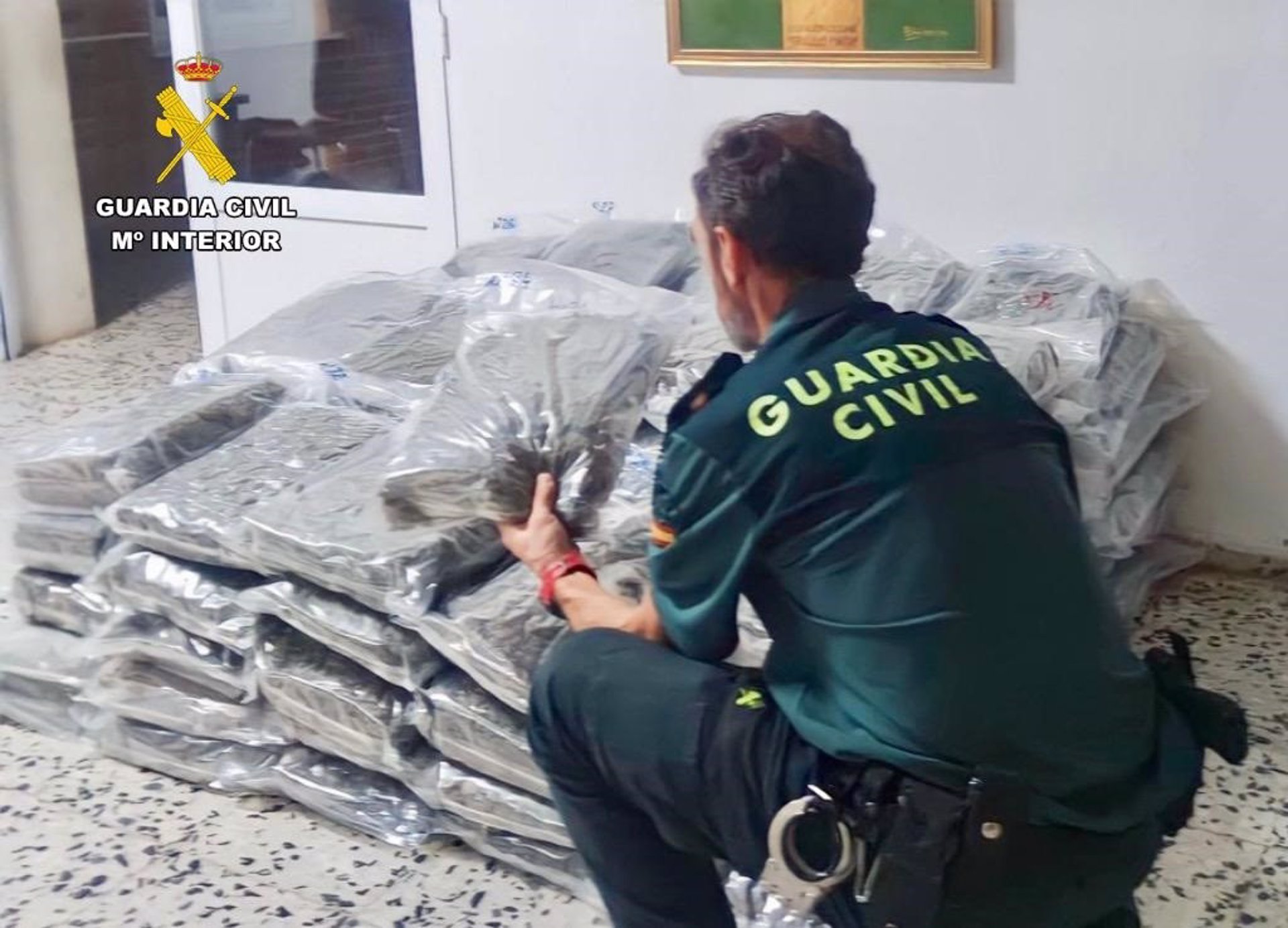 cogollo marihuana