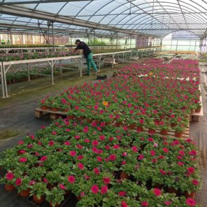 Campana Plantas 1
