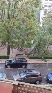 coche arbol