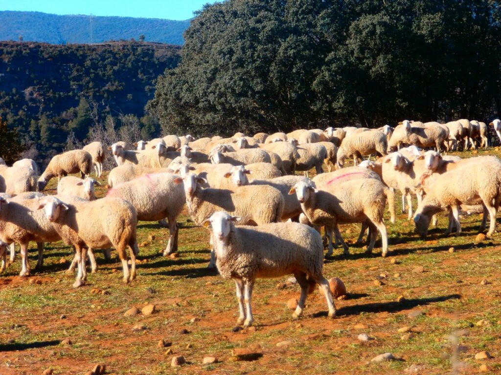 Castuera acogerá el 39º Salón Ovino, un referente nacional del sector ovejas