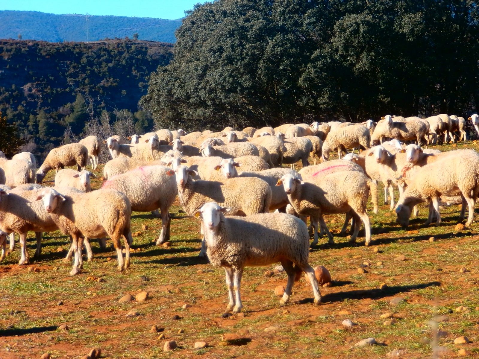 ovejas