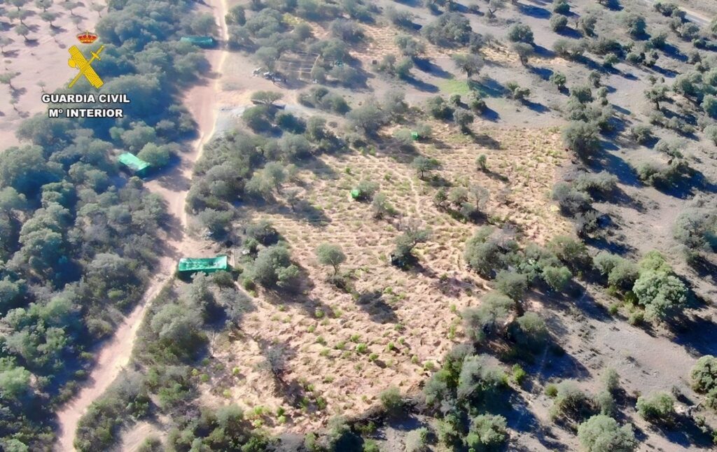 plantacion marihuana