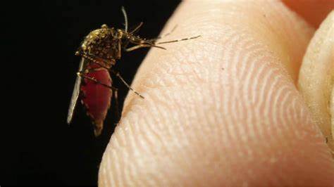 virus del nilo