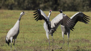 Digital Extremadura grullas