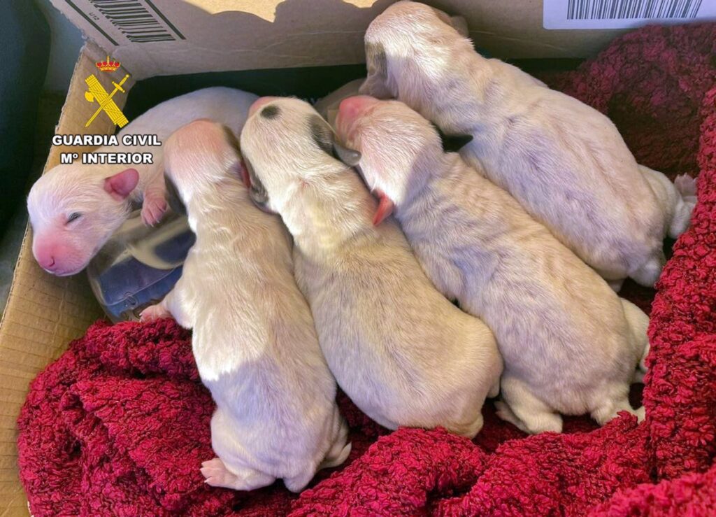 cachorros
