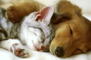 perro y gato