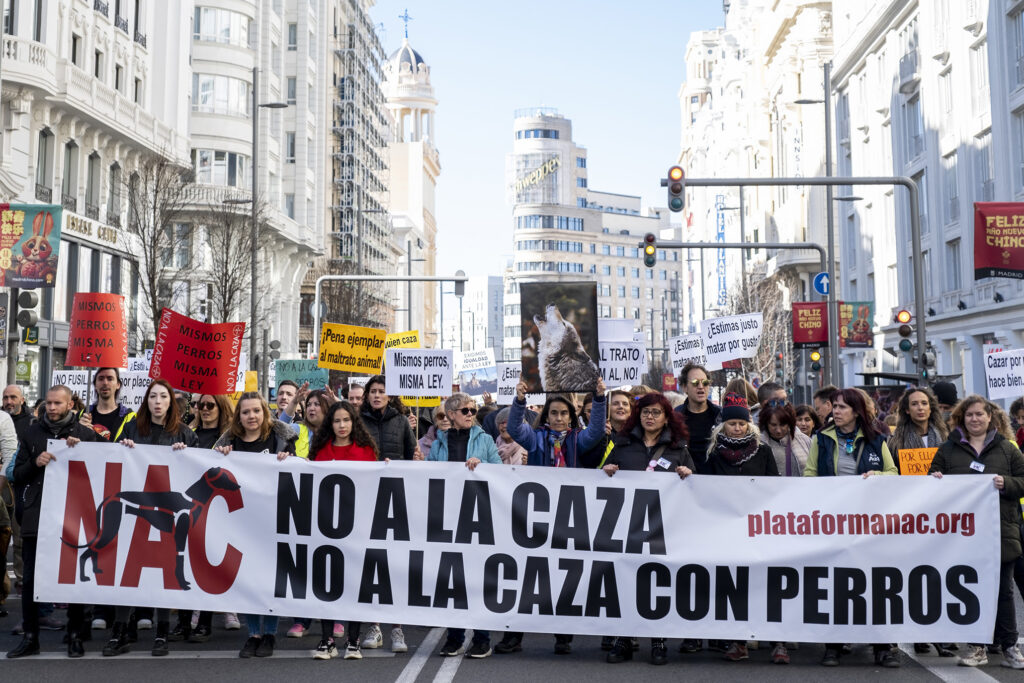 caza con perros manifa