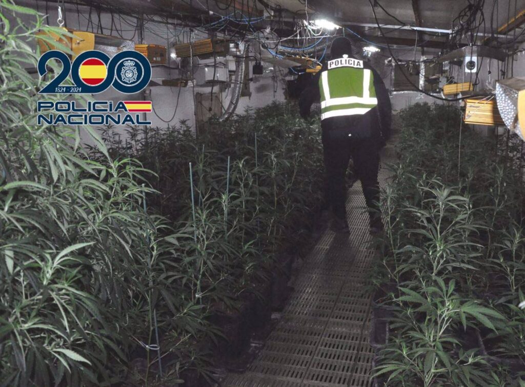 marihuana merida
