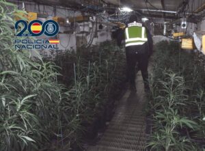 marihuana merida