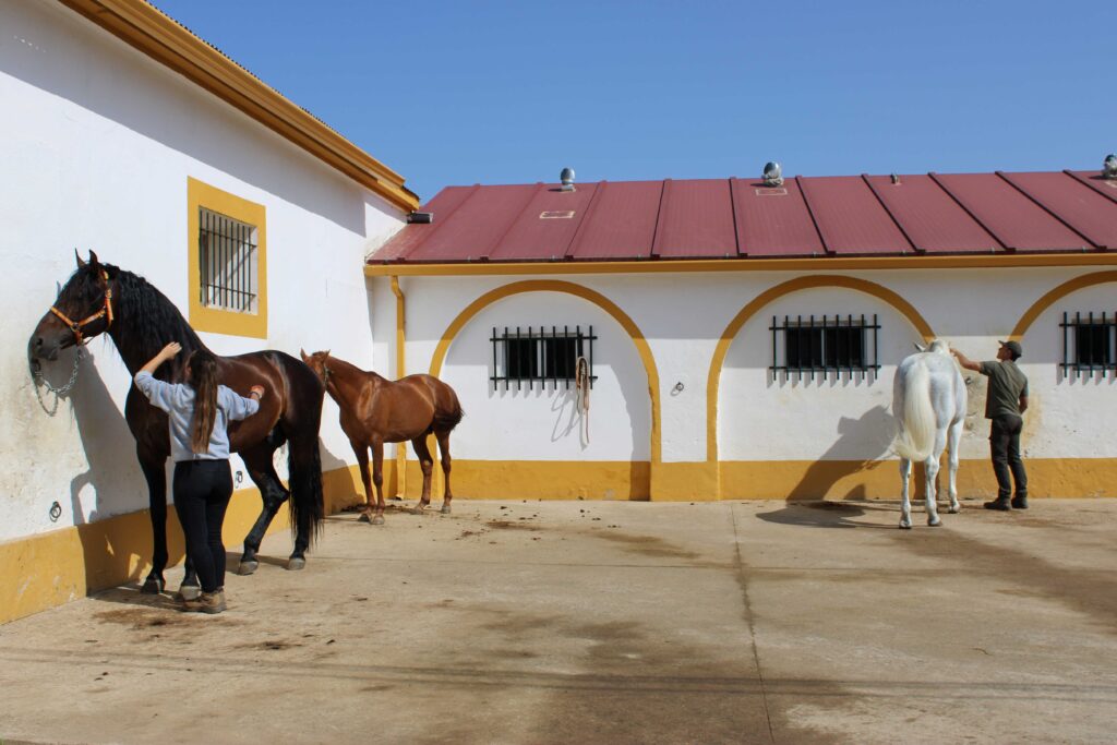 Cepillando caballos Censyra