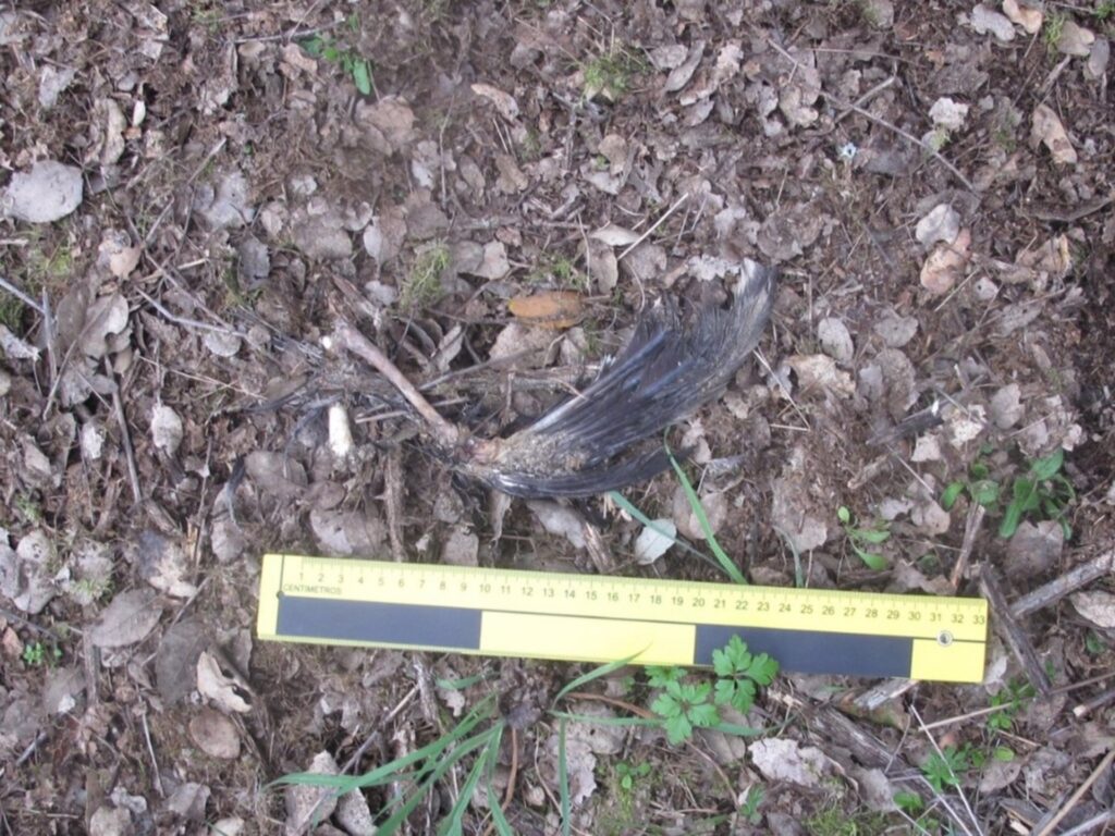 La Guardia Civil investiga el uso de cebos envenenados en explotación ganadera de Majadas de Tiétar cebo