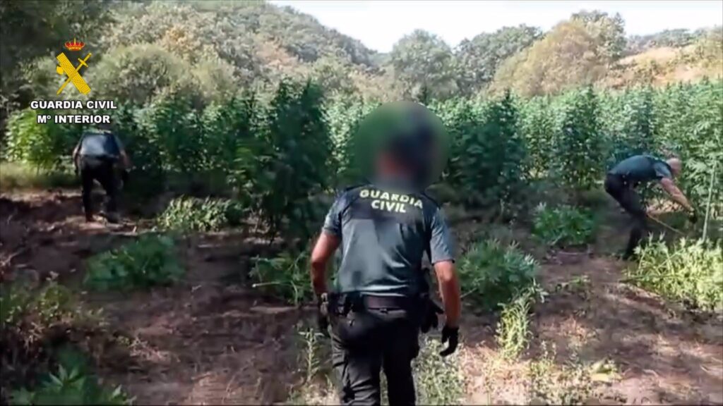 marihuana