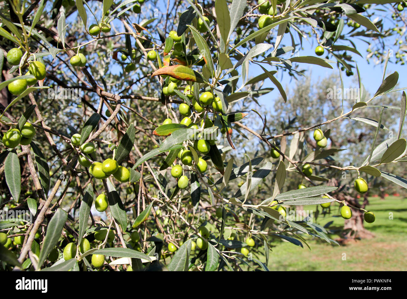 aceitunas