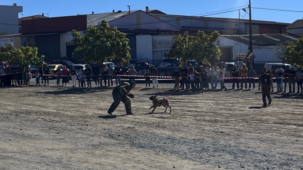 226 Canes de Distintas Razas Participan en la Feria Nacional del Perro y la Caza en Ahigal feria perro